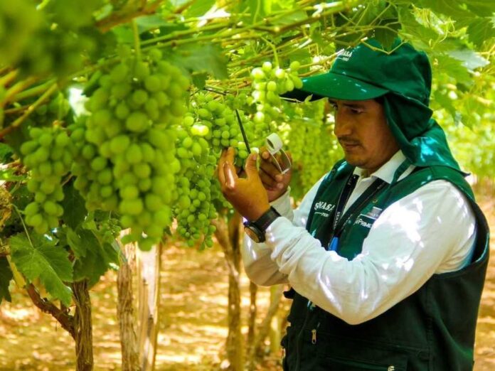 Perú y proyecciones de uva de mesa: US$ 1.900 millones y 760 mil toneladas en 2025