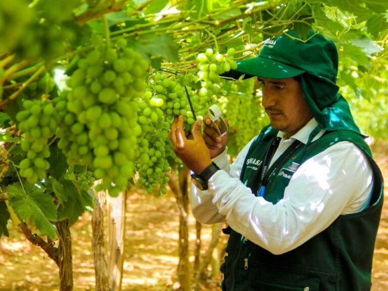 Perú y proyecciones de uva de mesa: US$ 1.900 millones y 760 mil toneladas en 2025