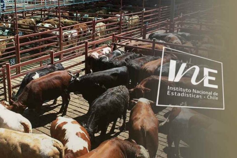 Producción de carne en vara de ganado bovino, INE