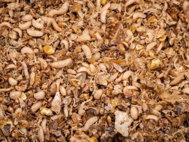 Proteína de insectos para industria del salmón