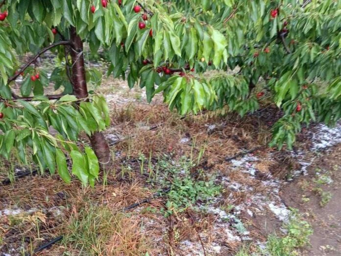 Principal amenaza es Botrytis. Precauciones para la cereza tras lluvias, en un año de alta presión de hongos