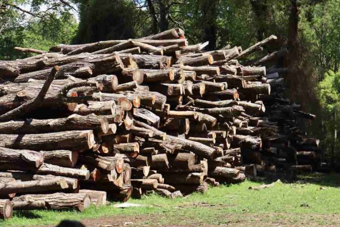 CONAF moderniza su sistema de trazabilidad de productos madereros