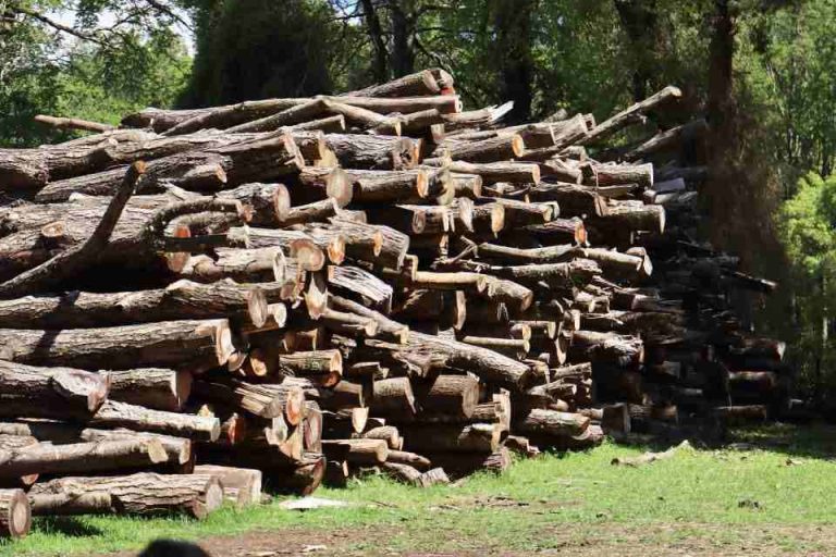 CONAF moderniza su sistema de trazabilidad de productos madereros