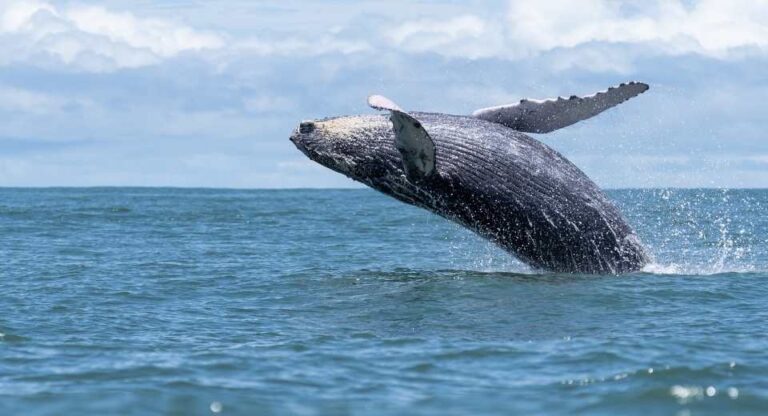 Veda protegerá por 30 años a especies de mamíferos, reptiles y aves marinas