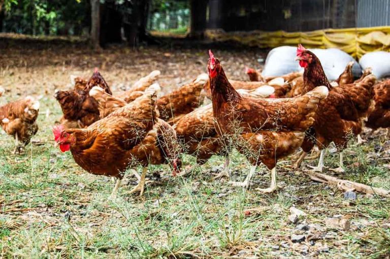 compañías de Chile enfrentan el desafío de cumplir sus promesas libres de jaulas en 2025