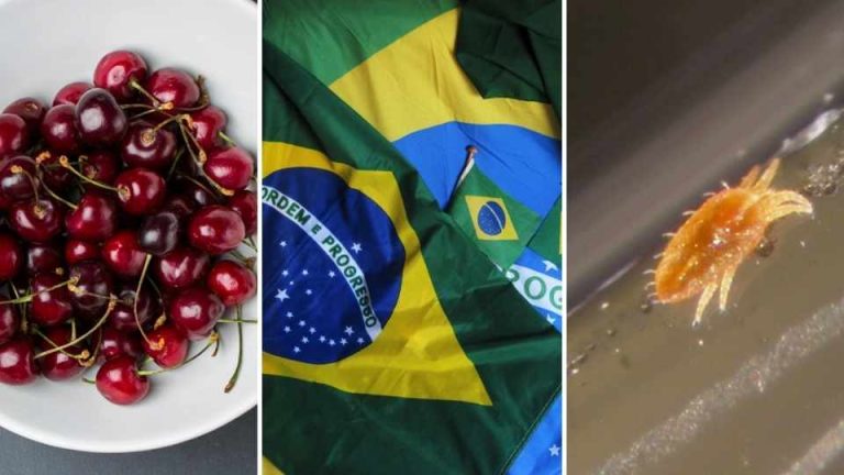 SAG: La exportación de cerezas chilenas a Brasil sigue con normalidad tras hallazgo de carga con plaga