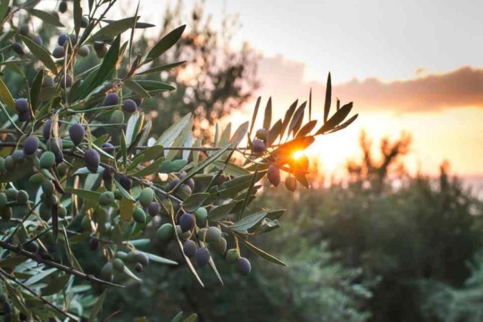 Europa | La UE toma medidas para simplificar las normas agrícolas y ayudar a los agricultores a competir