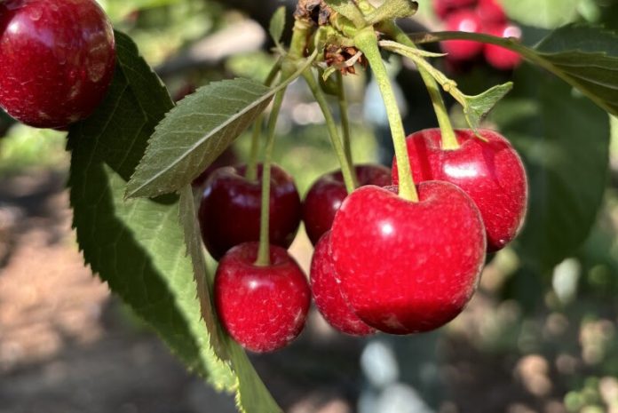 Las exportaciones de fruta de Chile se mantienen fuertes durante el invierno en Estados Unidos