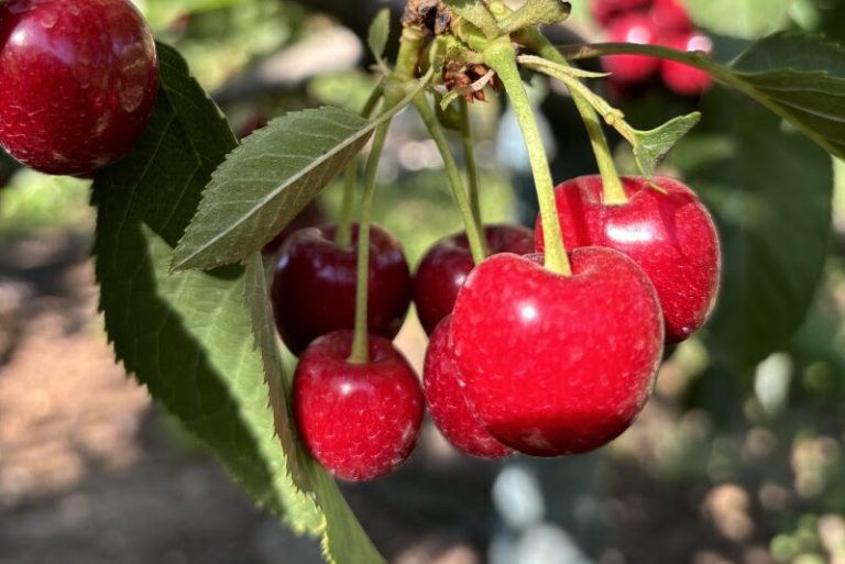 Las exportaciones de fruta de Chile se mantienen fuertes durante el invierno en Estados Unidos