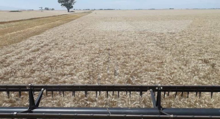 Argentina El trigo sigue asombrando en su avance