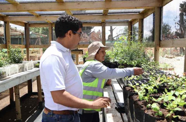 CONAF impulsa producción de plantas nativas a través del Programa de Emergencia de Empleo en Cañete
