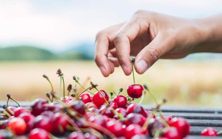 Cerezas: Cambio climático obliga a replantear estrategias en su producción