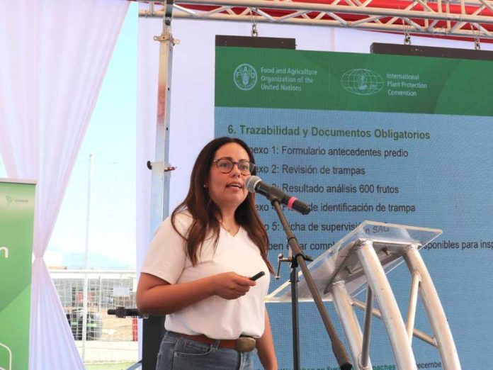 Chile y Argentina unen fuerzas contra la mosca de alas manchadas: FDF lidera la batalla con la Técnica del Insecto Estéril (TIE)