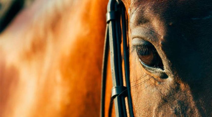 Peregrinación a Lo Vásquez: Colegio Médico Veterinario entrega recomendaciones para el bienestar de los equinos