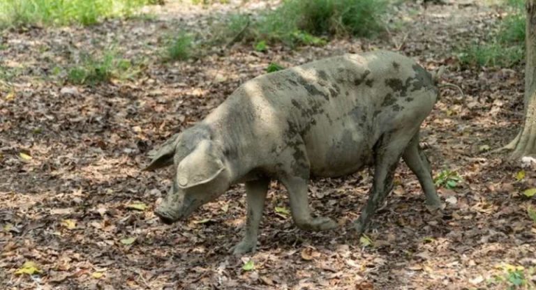 Colombia Veterinarios de la UE empiezan a trabajar en el brote de peste porcina de Barcelona