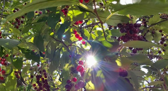 El verano de los cultivos combatiendo las plagas en medio del calor y la falta de agua