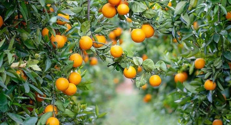 España Andalucía lidera la producción nacional de cítricos ecológicos