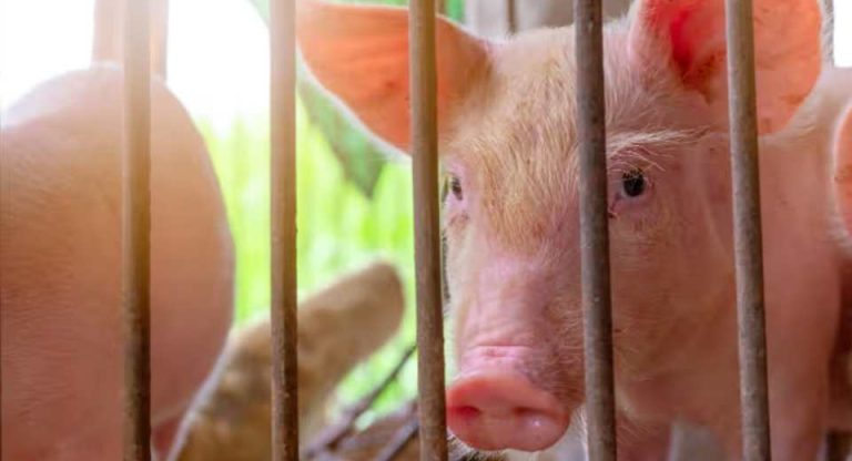 España El sector porcino español bajo presión ante el resurgimiento de la peste porcina africana
