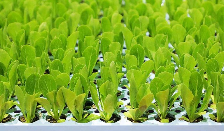 España | Los países de la UE respaldan actualizar las normas sobre material reproductivo vegetal