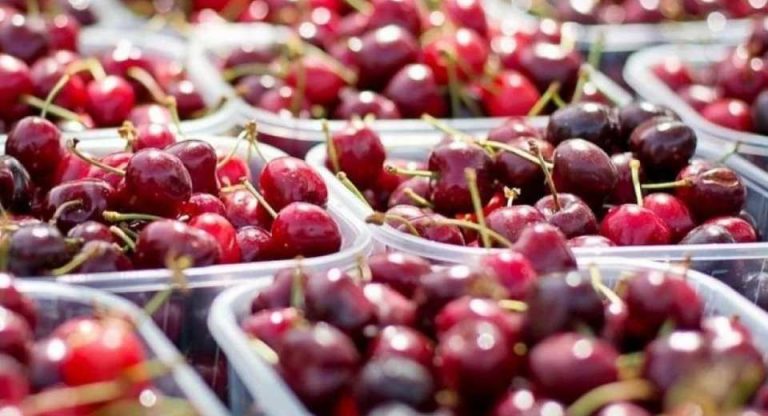 Estudio de la UOH revela déficit de personal en ocupaciones clave del sector frutícola