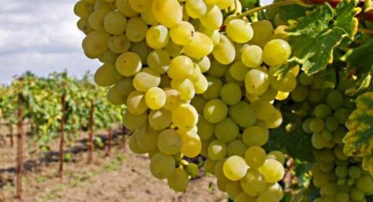Europa Las importaciones de uva de China siguen disminuyendo a medida que mejora la producción nacional