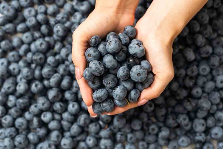Frutas de Chile estrena promoción para incentivar el consumo de arándanos frescos en el país