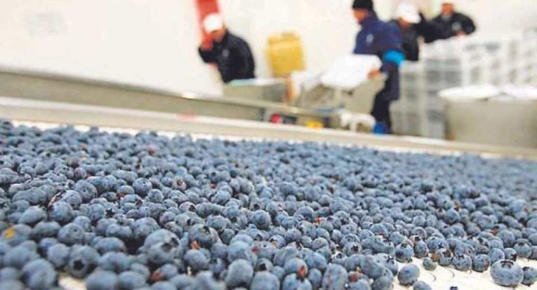 Hortifrut reporta pérdidas millonarias y anuncia cambios estratégicos en Perú