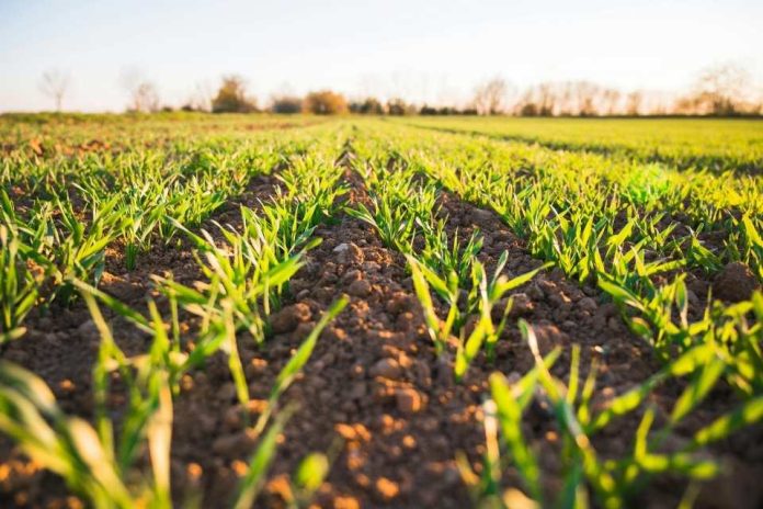 Huella Sustentable: La Metodología Clave para que el Agro Convierta la Sostenibilidad en Rentabilidad y Cumplimiento Normativo