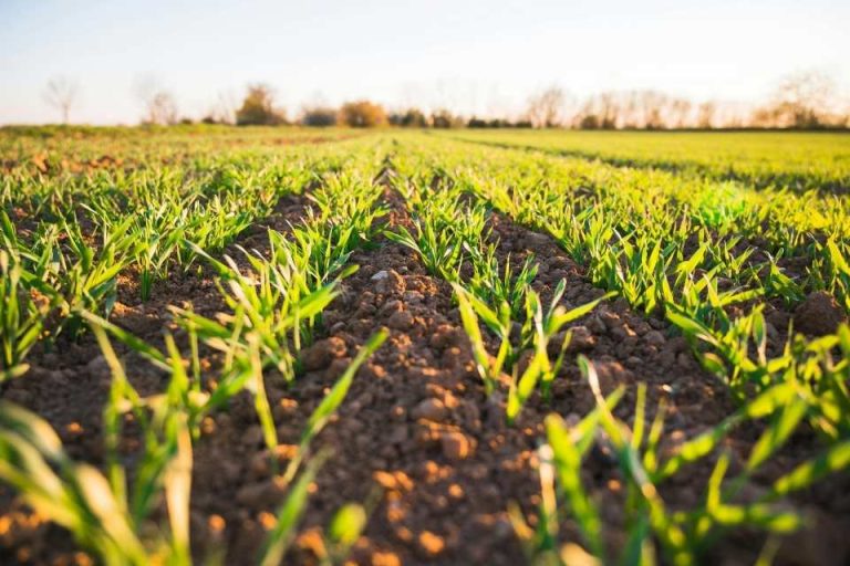 Huella Sustentable: La Metodología Clave para que el Agro Convierta la Sostenibilidad en Rentabilidad y Cumplimiento Normativo