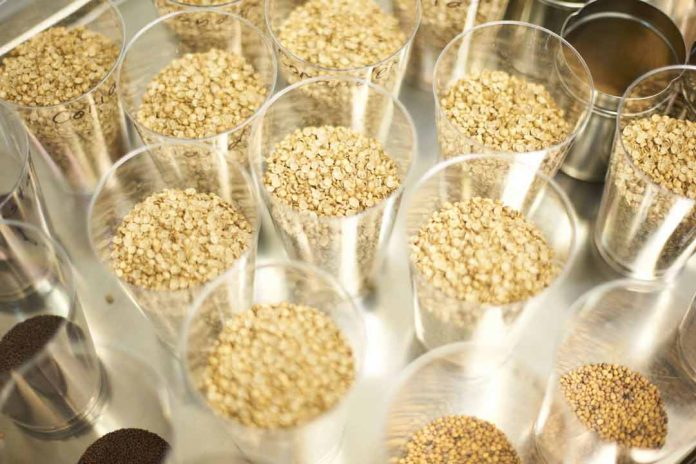 Innovación genética en la avena