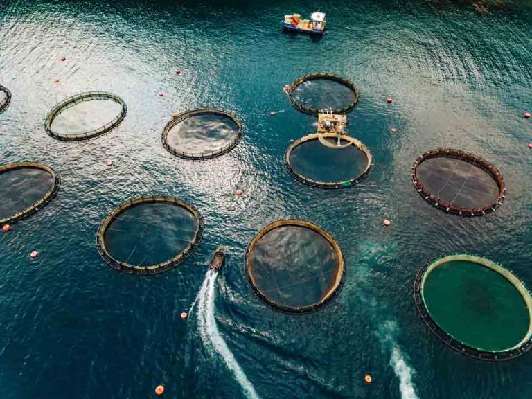La huella tecnológica que ha marcado el desarrollo de la acuicultura chilena