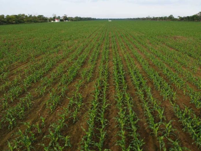 La técnica agrícola que ayudará a Bolivia a enfrentar su crisis económica
