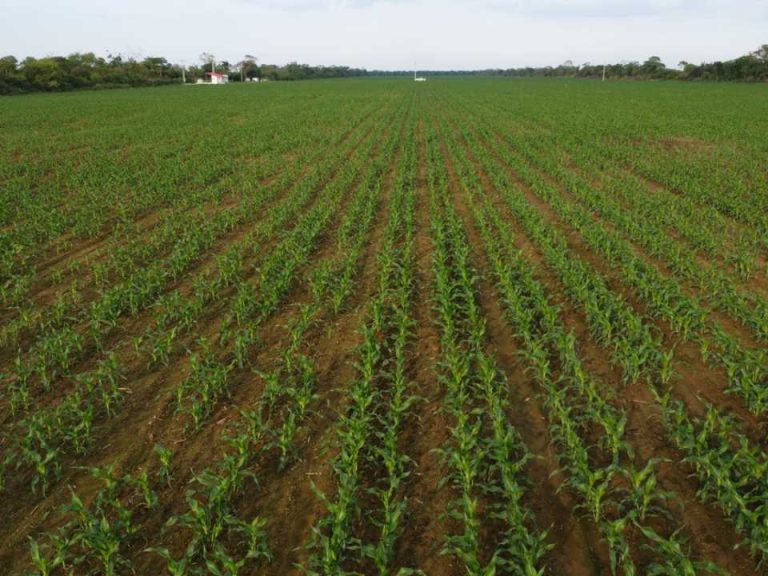 La técnica agrícola que ayudará a Bolivia a enfrentar su crisis económica
