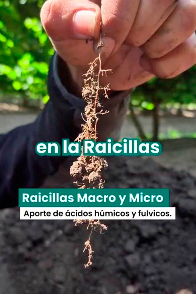 Lombricultura de BIOFERT, en producción de Avellanos y Cerezas, en Agricola El Nevado