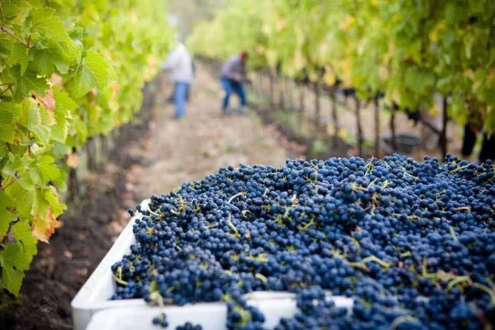 Ministerio de Agricultura anuncia incorporación de regiones y zonas vitivinícolas en el Catastro del SAG