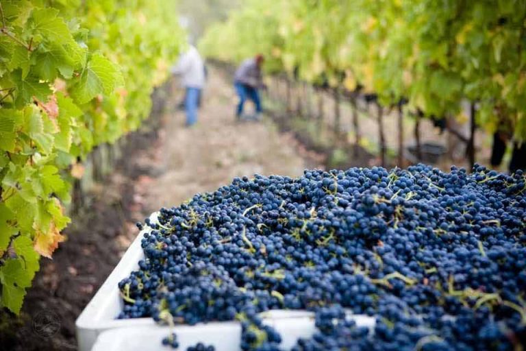 Ministerio de Agricultura anuncia incorporación de regiones y zonas vitivinícolas en el Catastro del SAG