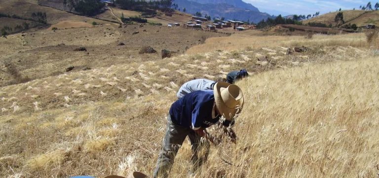 Perú Los 2 cultivos de la costa con potencial para migrar a sierra y selva