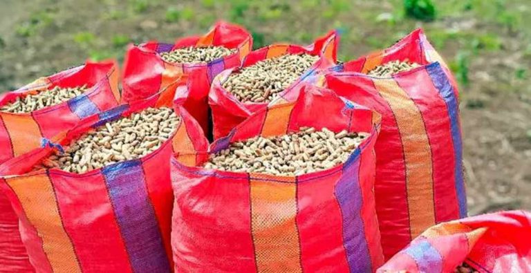 Perú | Maní, papa y cacao permiten a agricultores acceder a mercados exigentes