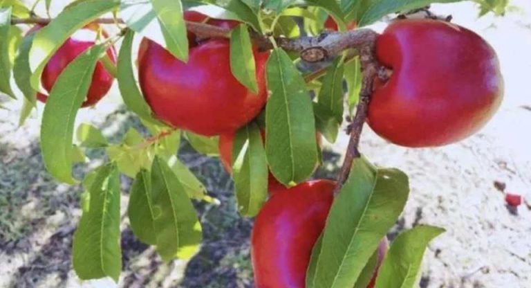 Pionero Inta Argentina tiene grandes esperanzas puestas en una nueva variedad de nectarina de larga duración
