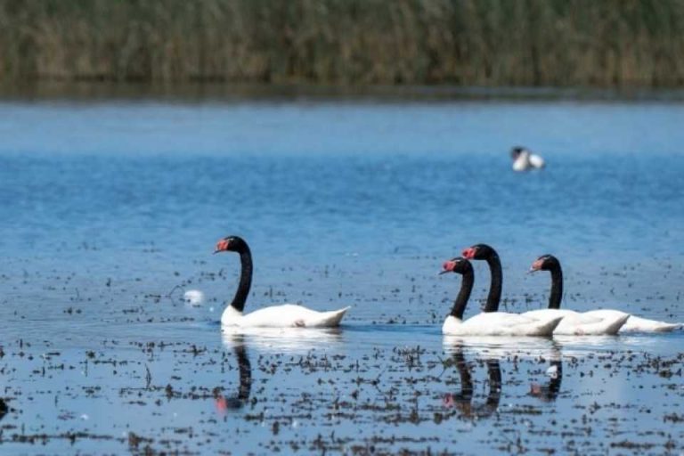 Plan de Prevención y Vigilancia adicional de Influenza Aviar en La Araucanía