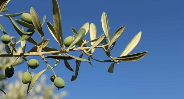 Revolución total en la agricultura española los huesos de aceituna permiten regenerar los olivos y eliminar fertilizantes