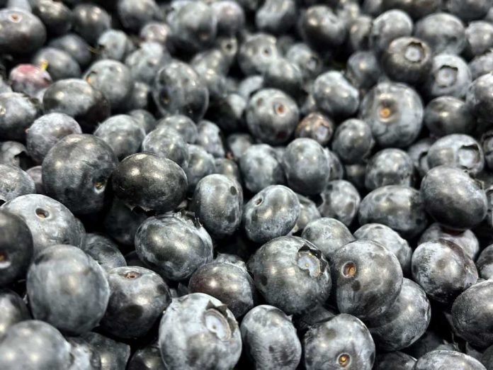 SAG Biobío supervisa Convenio de Inspección Fitosanitaria con empresas exportadoras de frutas