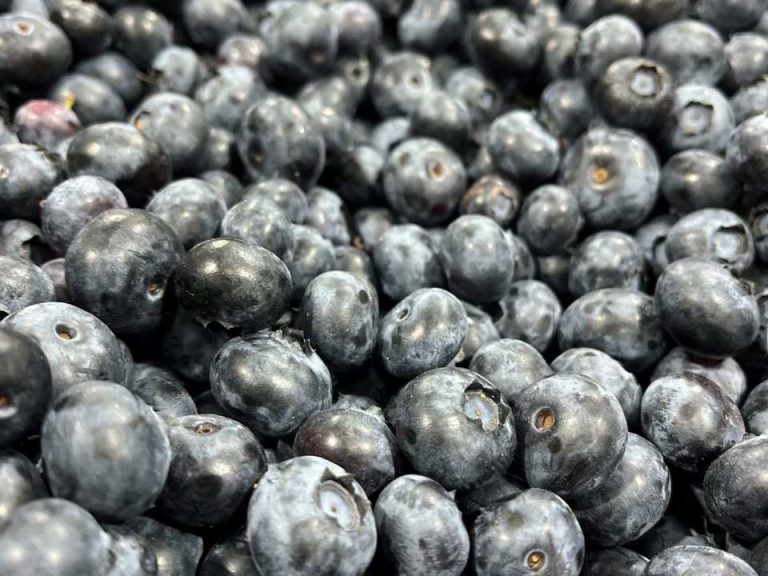 SAG Biobío supervisa Convenio de Inspección Fitosanitaria con empresas exportadoras de frutas
