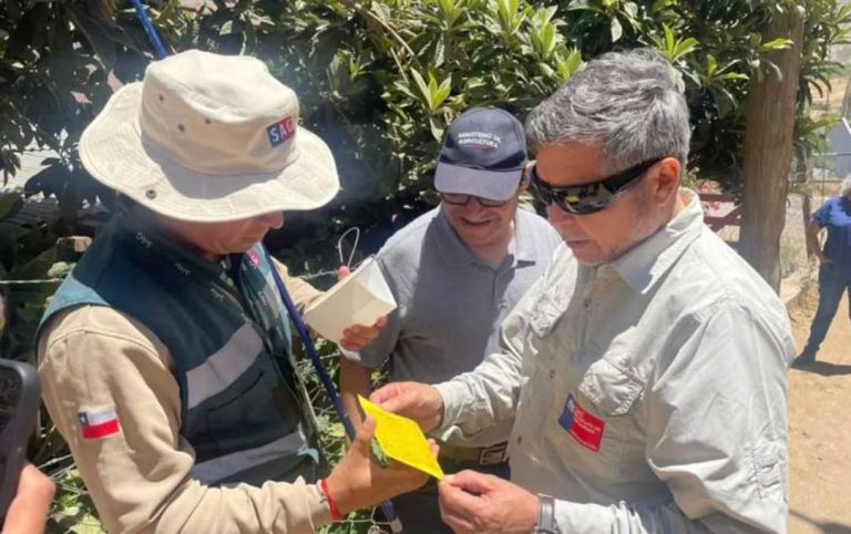 SAG finaliza dos campañas de erradicación mosca de la fruta en Monte Patria