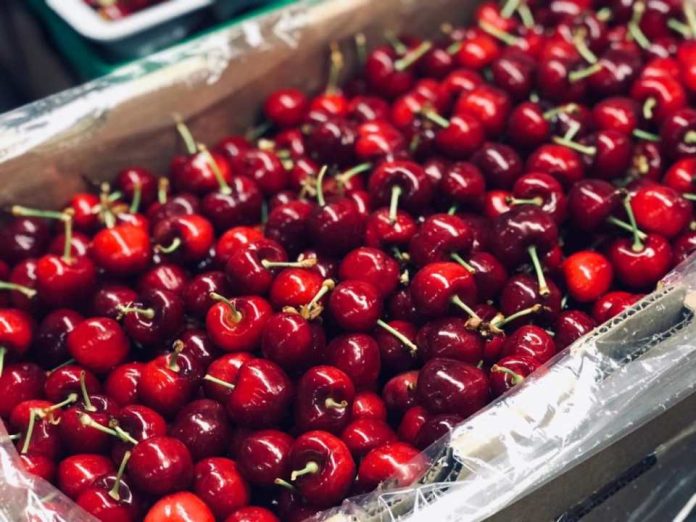 Texas A&M y PUCV iniciarán un estudio clínico para entender “cómo” y “por qué” la ingesta de cerezas impacta positivamente factores de riesgo asociados a la obesidad Texas A&M y PUCV iniciarán un estudio clínico para entender “cómo” y “por qué” la ingesta de cerezas impacta positivamente factores de riesgo asociados a la obesidad