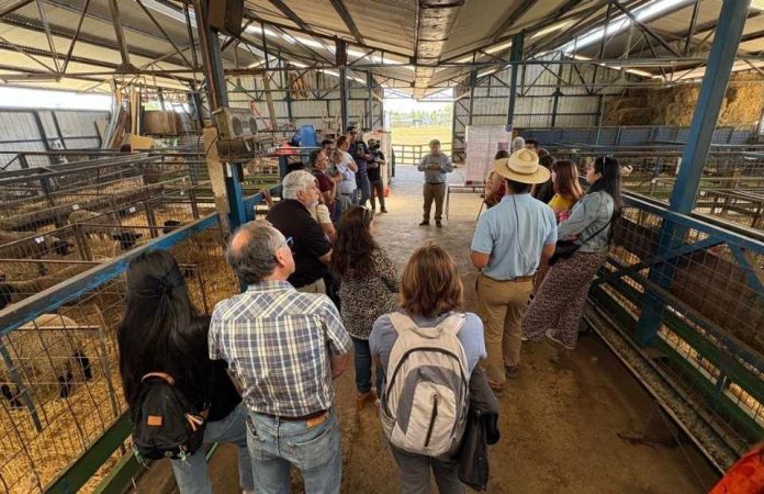 UdeC realiza taller práctico sobre potencialidades del orujo de uva en la alimentación de rumiantes