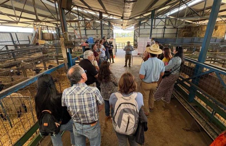 UdeC realiza taller práctico sobre potencialidades del orujo de uva en la alimentación de rumiantes