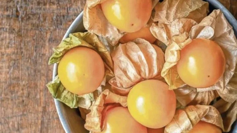 El INTA comprueba que el golden berry es antiinflamatorio