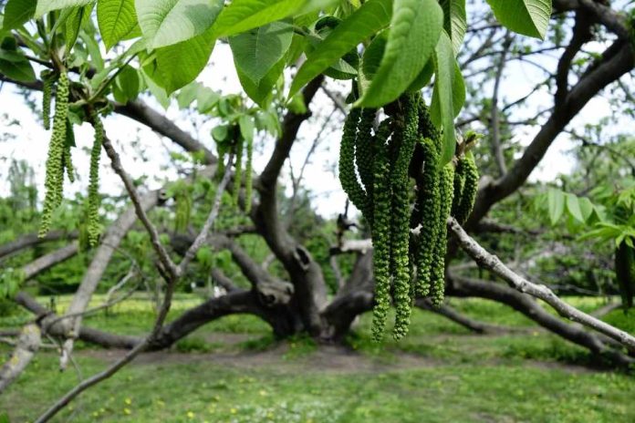Investigadores japoneses descubren compuesto natural en nogal manchuriano que elimina malezas sin necesidad de herbicidas químicos