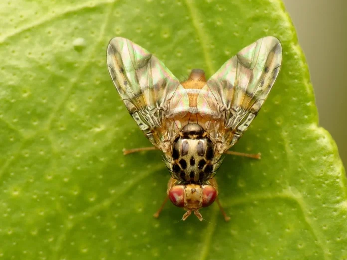 Ministerio de Agricultura anuncia inminente término de campaña de erradicación de mosca de la fruta en Malloa